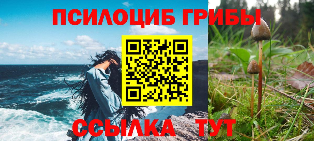 Галлюциногенные грибы прущие грибы  Вход с VPN  Камень-на-Оби 